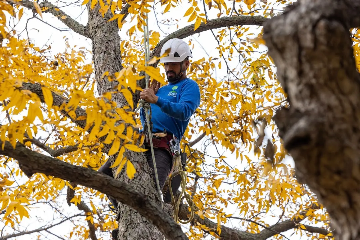Skilled Tree Trimming crew working in Oconto